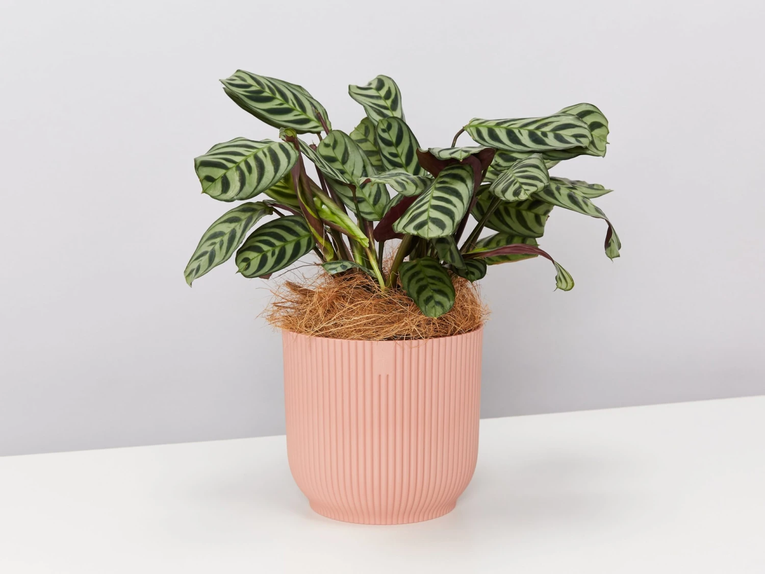 Elho Pet-Friendly Eco ♻️ Gift Box - Image 5