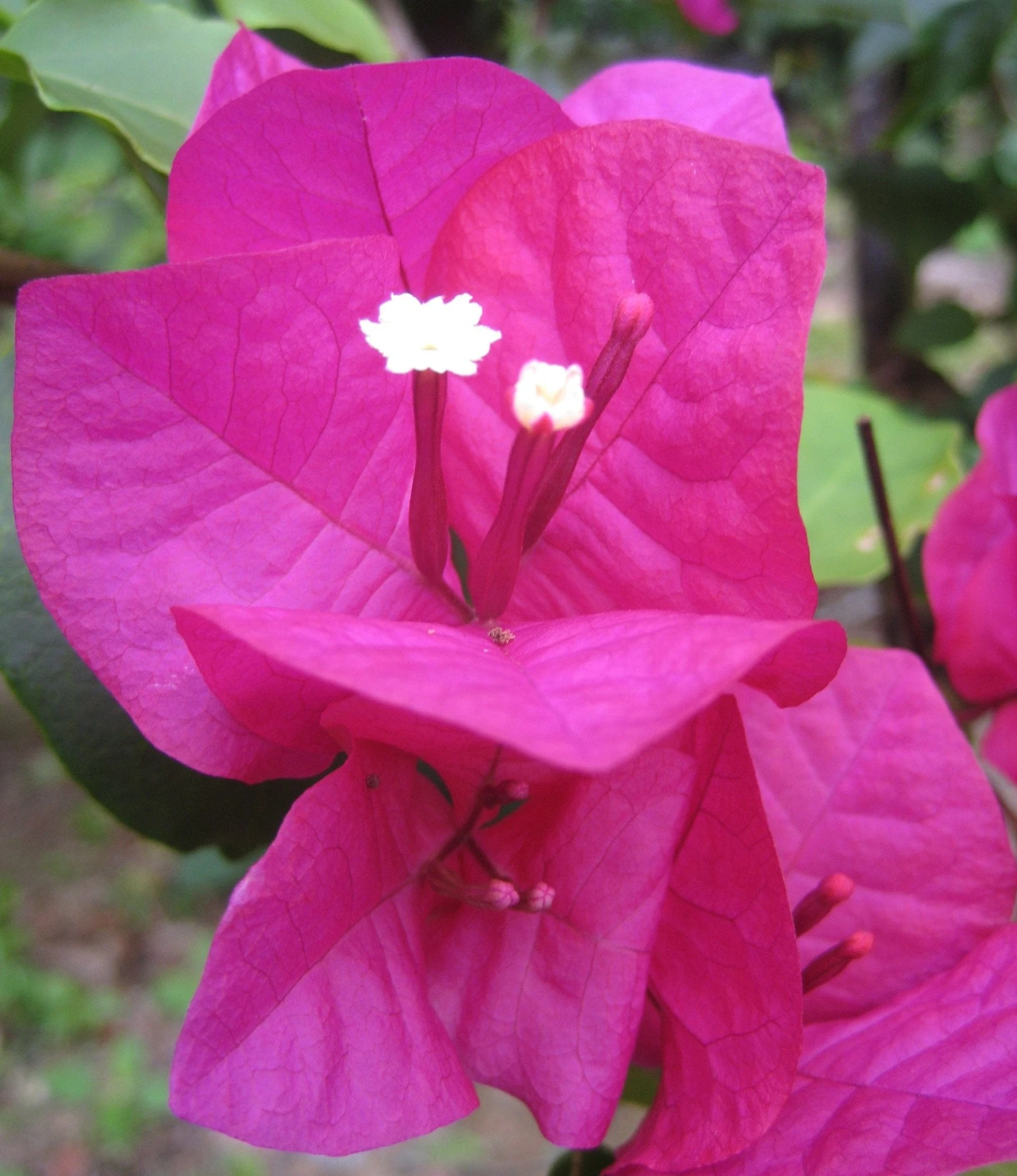 Bougainvillea Elizabeth - Image 5