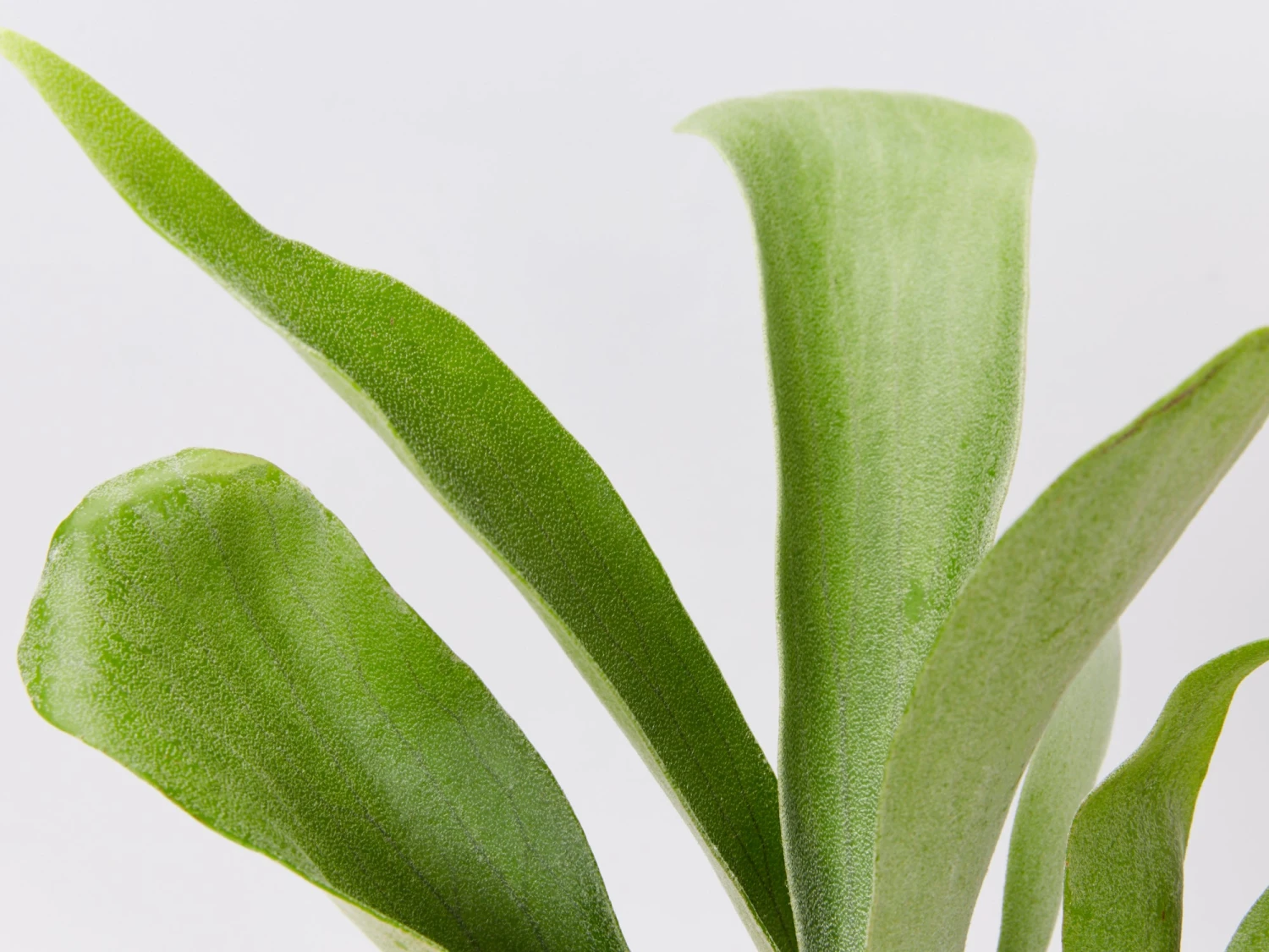 Platycerium Bifurcatum 'Elkhorn Fern' - Pot + Plant - Image 2