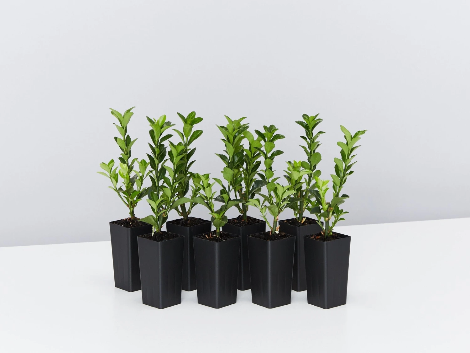 Euonymus Japonica Green Rocket