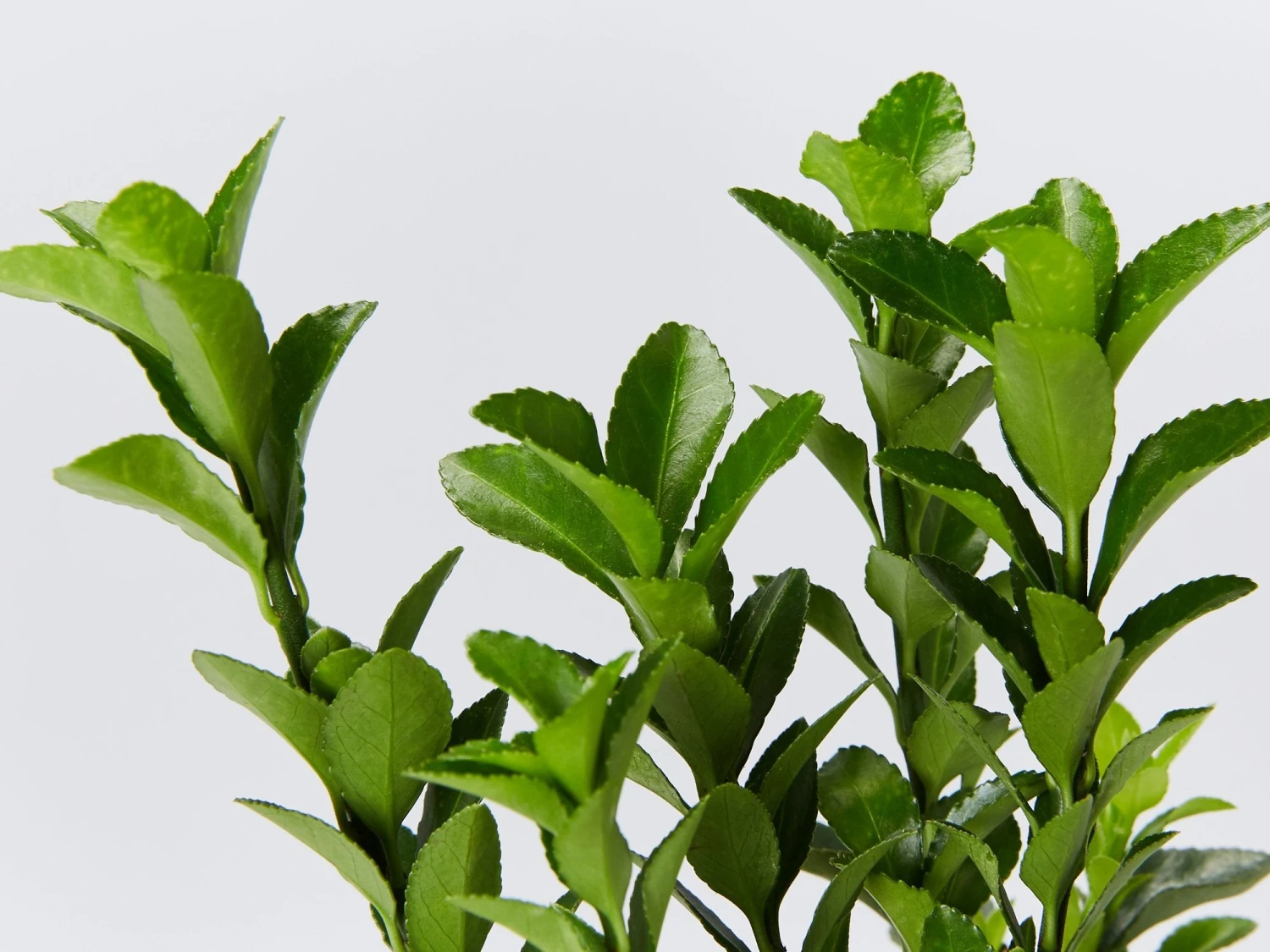 Euonymus Japonica Green Rocket - Image 4