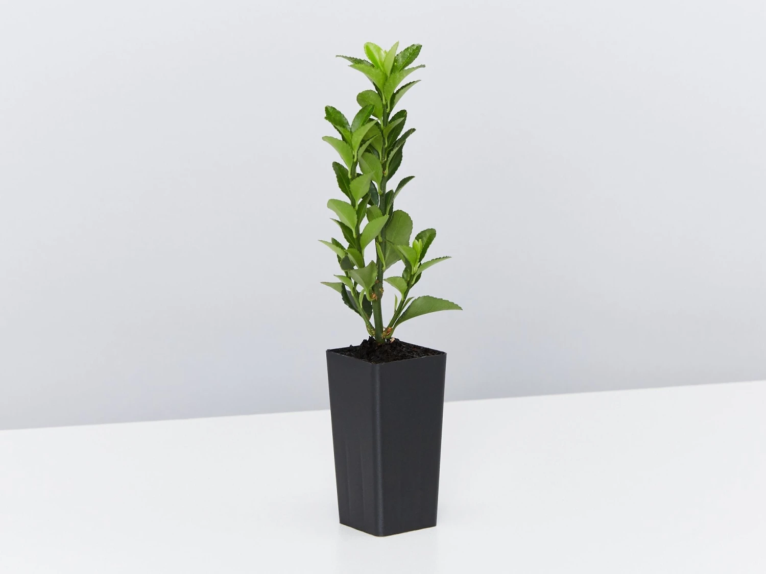 Euonymus Japonica Green Rocket - Image 3