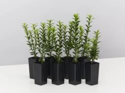 Euonymus Japonicus Tom Thumb (Compact)