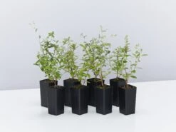 Evolvulus Pilosus Blue Sapphire