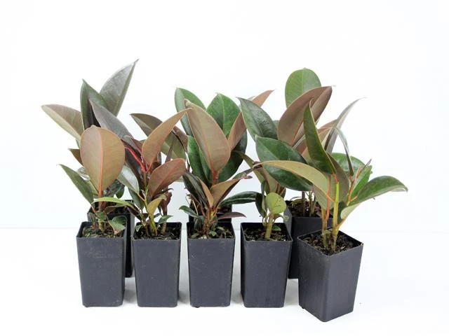 Ficus Elastica Robusta - Image 3