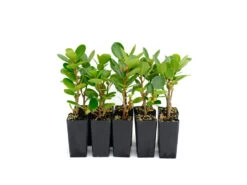 Ficus Microcarpa Green Island