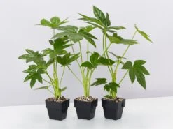 Fatsia Japonica - 85mm