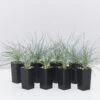 Festuca Glauca Beyond Blue