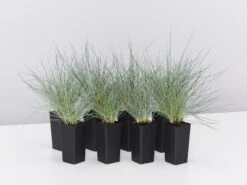 Festuca Glauca