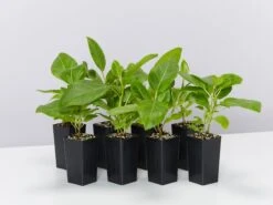 Ficus Altissima Yellow Gem