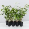 Ficus Benjamina Evergreen