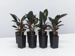 Ficus Elastica Burgundy Rubber Leaf Tree