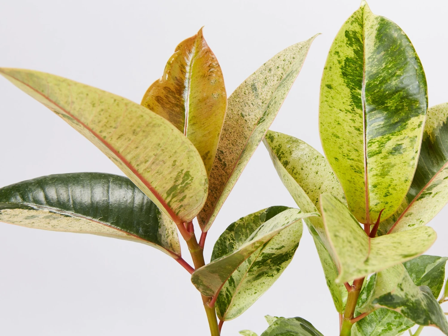 Ficus Elastica Shivereana - Image 3