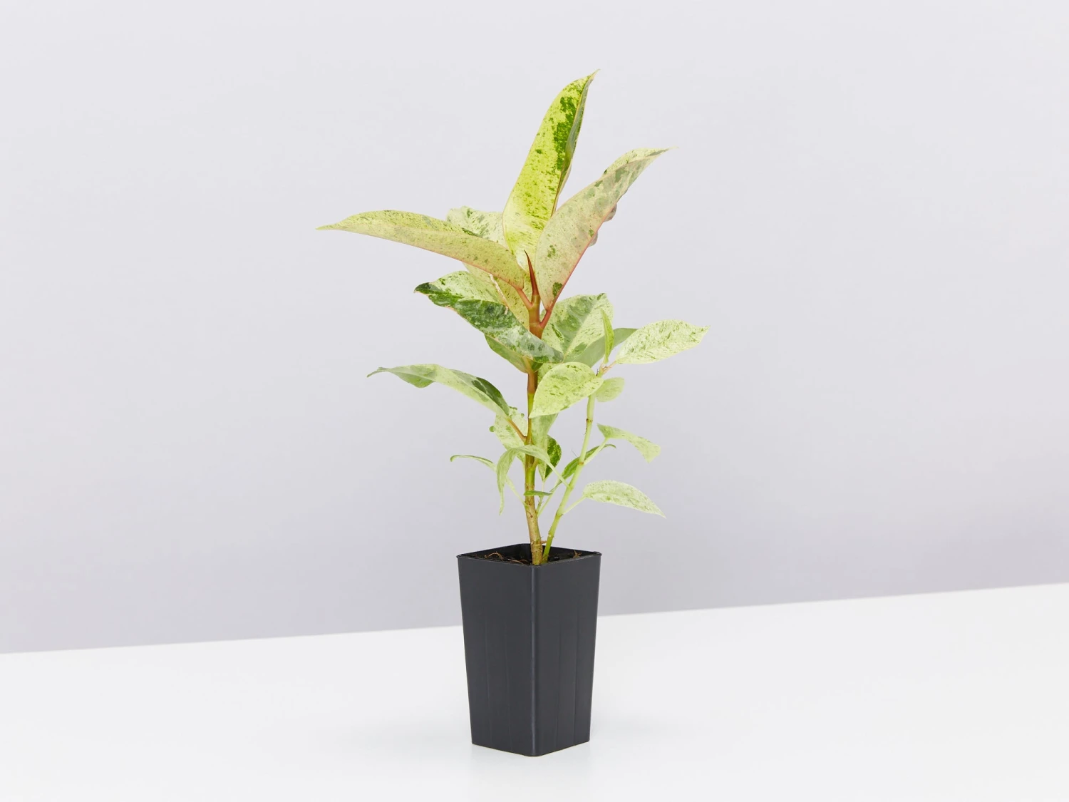 Ficus Elastica Shivereana - Image 2