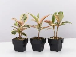 Ficus Elastica Tineke - 85mm