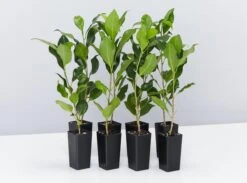 Ficus Emerald