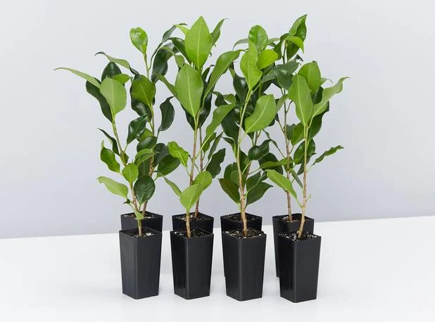 Ficus Emerald