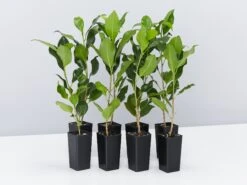 Ficus Microcarpa Hillii Flash