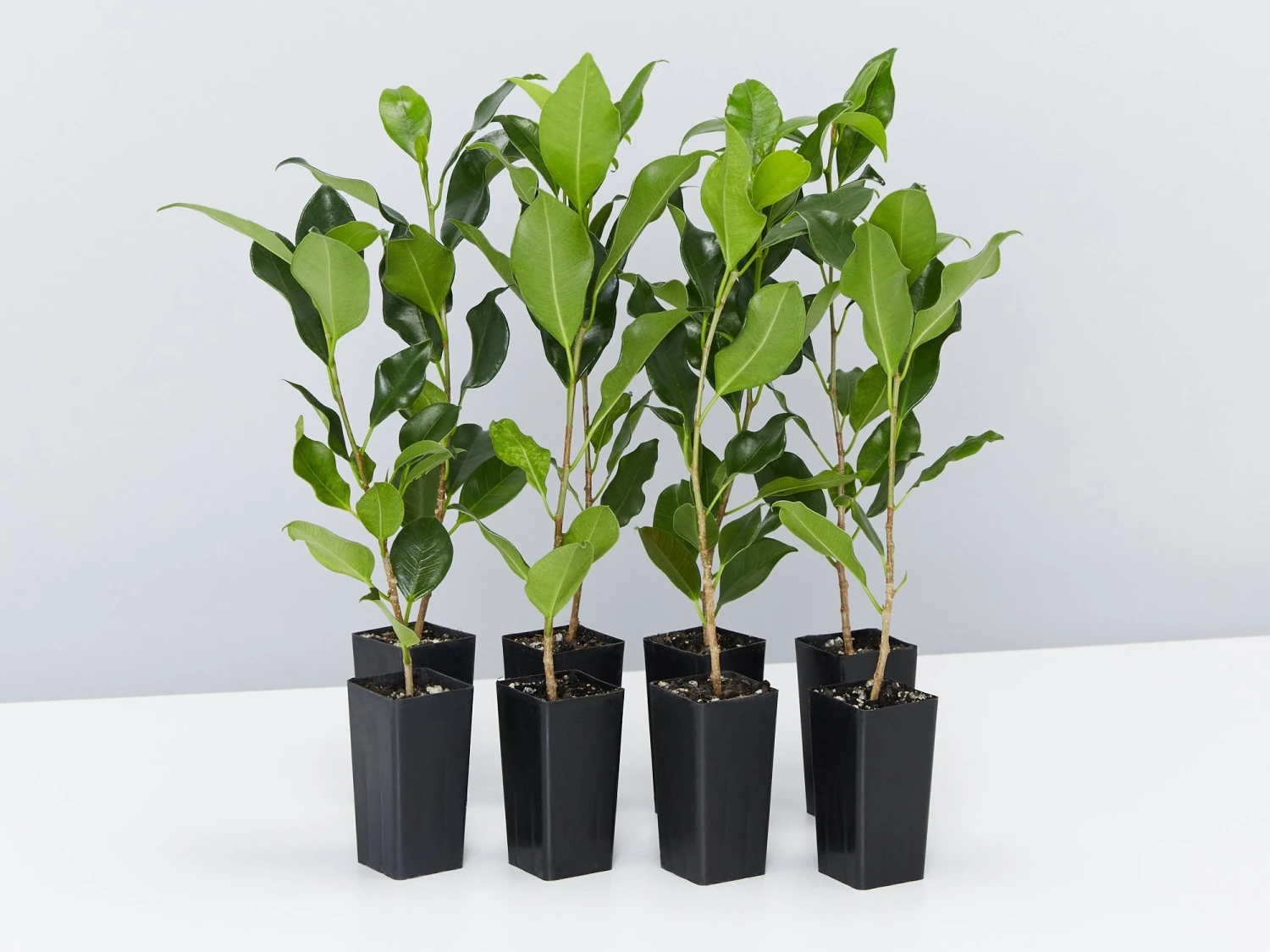 Ficus Microcarpa Hillii Flash