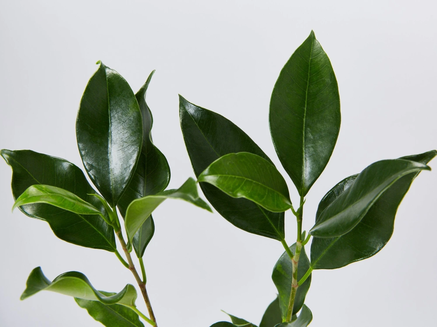 Ficus Microcarpa Hillii Flash - Image 2