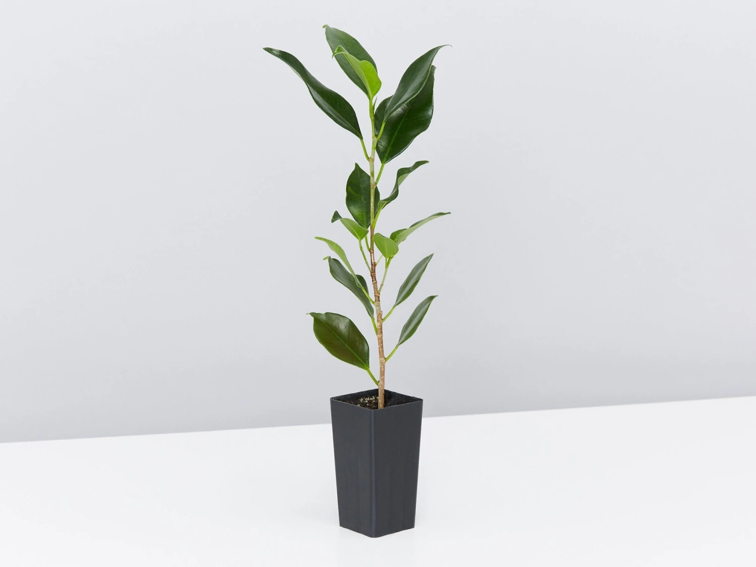 Ficus Microcarpa Hillii Flash - Image 3