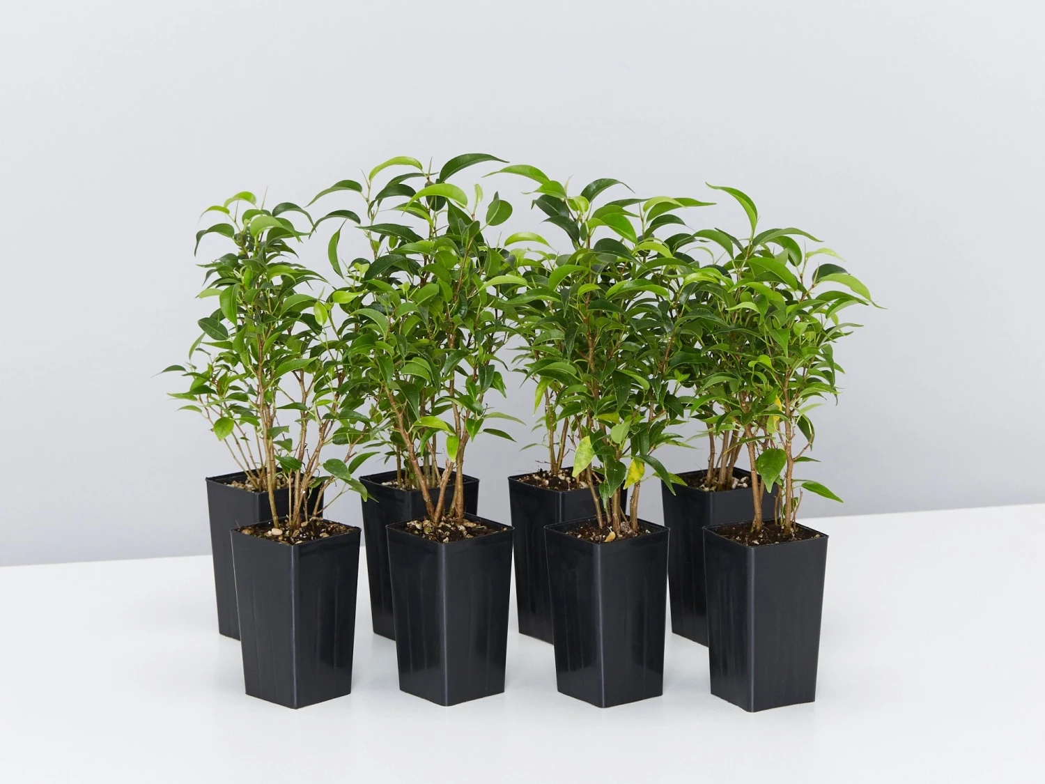 Ficus Benjamina Natasja