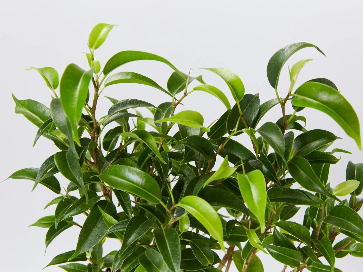 Ficus Benjamina Natasja - Image 2