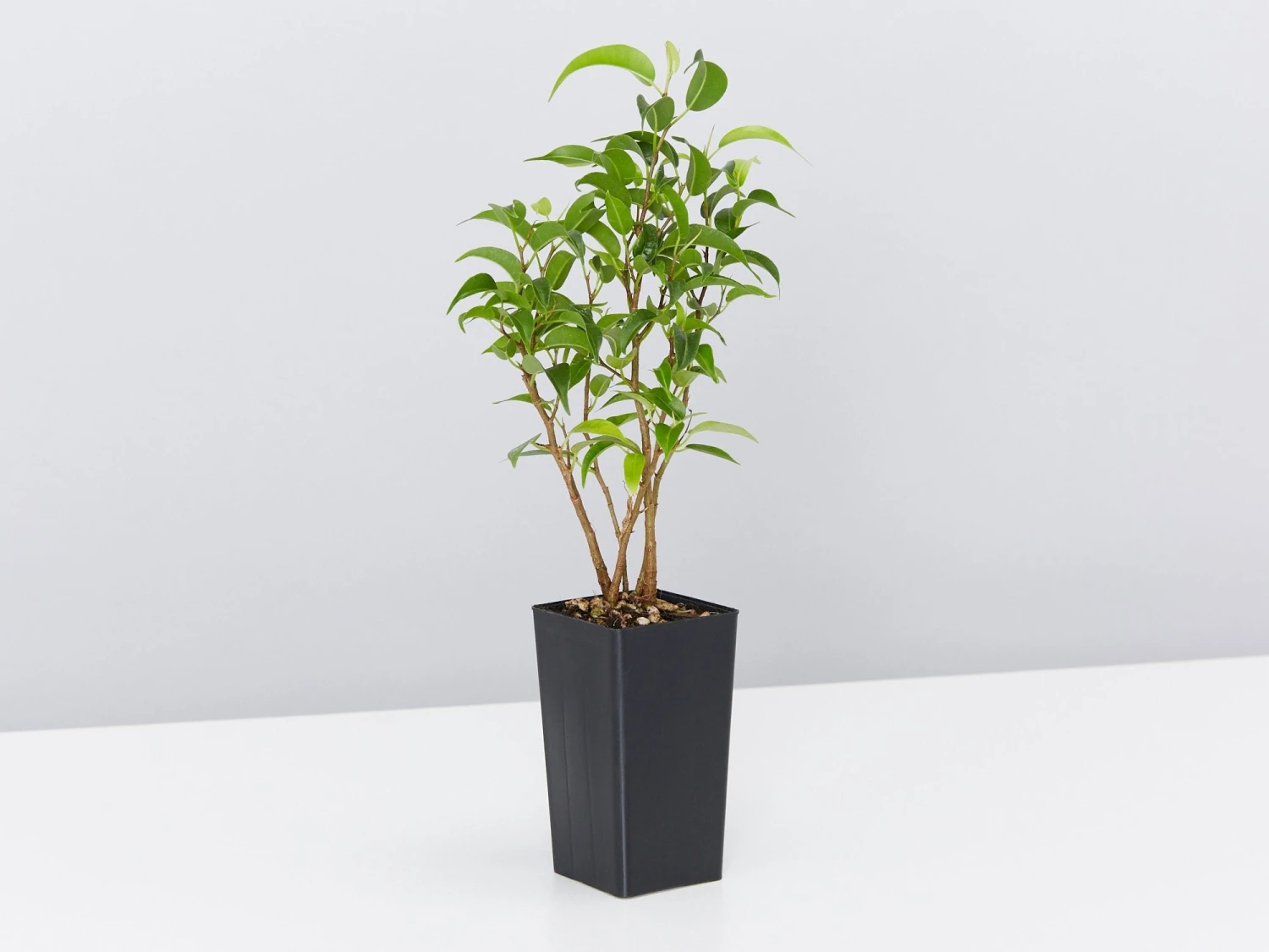 Ficus Benjamina Natasja - Image 3