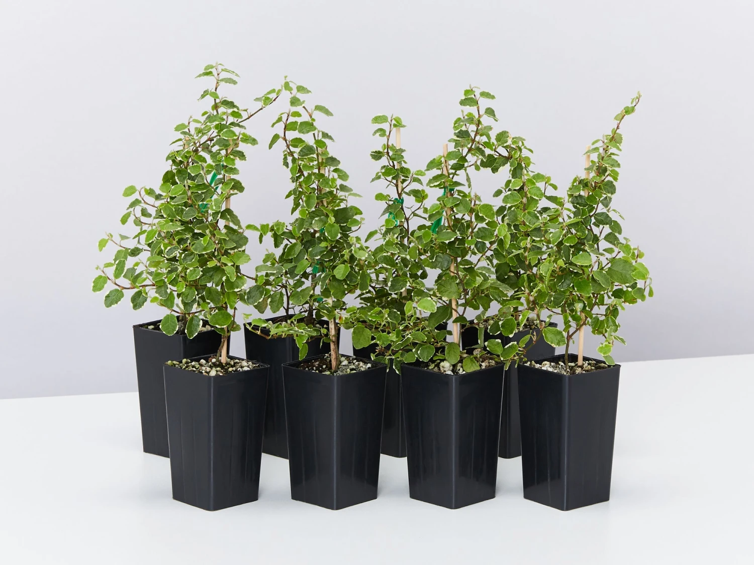 Ficus Pumila Ice Caps Creeping Fig