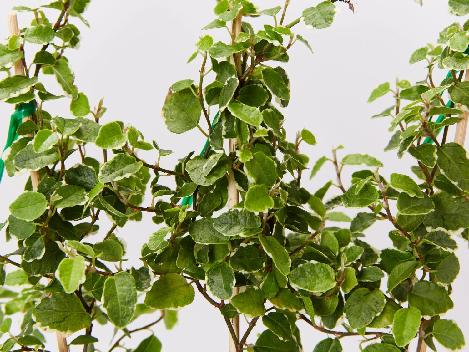 Ficus Pumila Ice Caps Creeping Fig - Image 5
