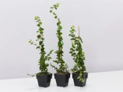 Ficus Pumila Minima - Creeping Fig 85mm