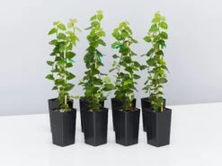 Ficus Pumila Minima Creeping Fig