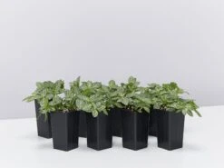 Fittonia Starlight - Green