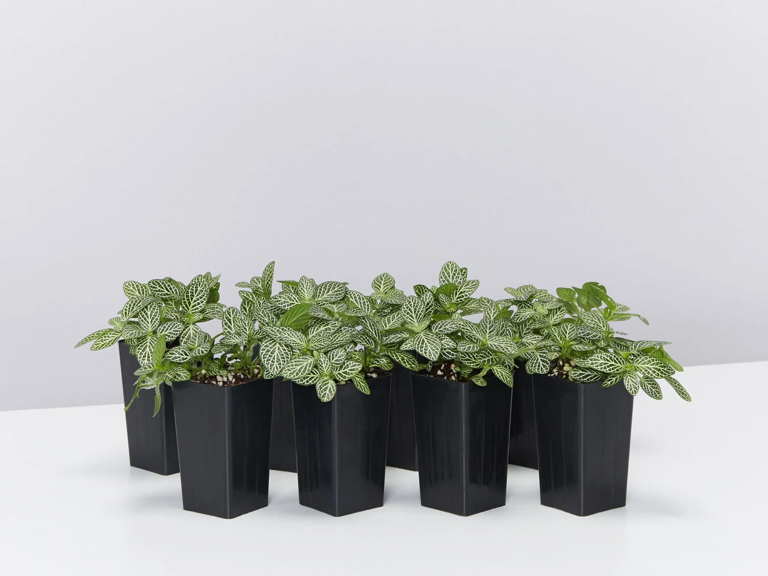 Fittonia Starlight - Green