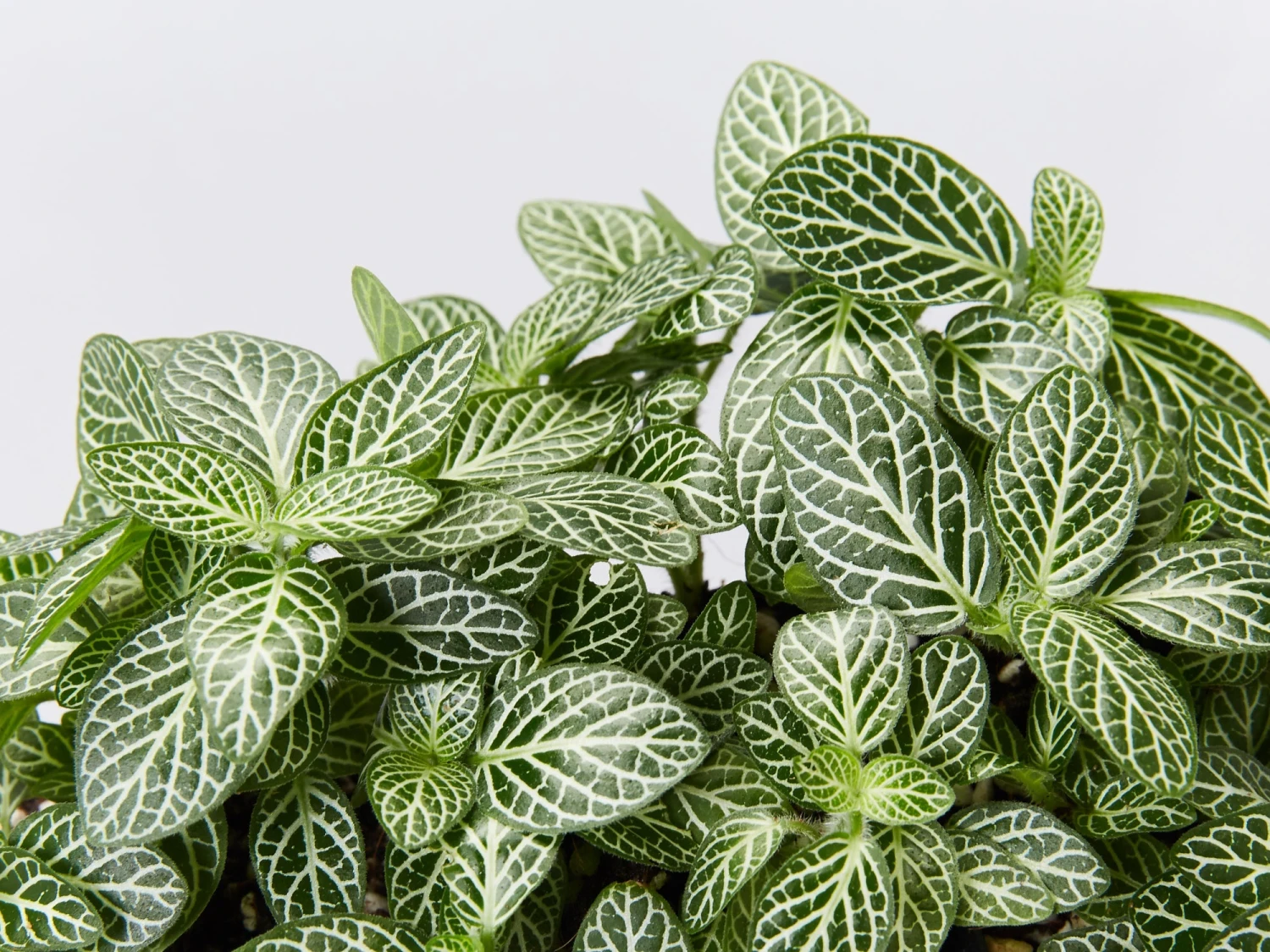 Fittonia Starlight - Green - Image 2