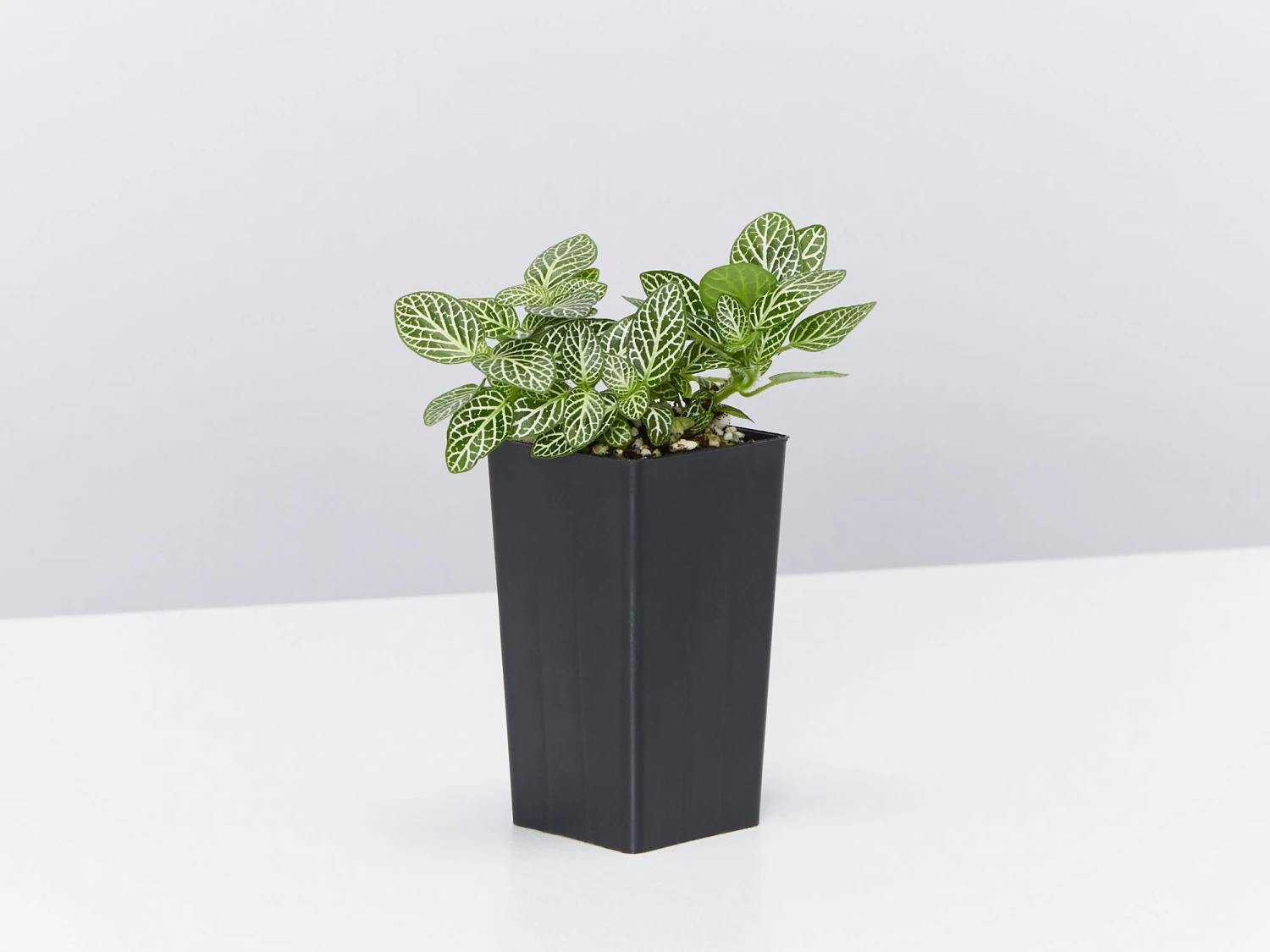 Fittonia Starlight - Green - Image 5
