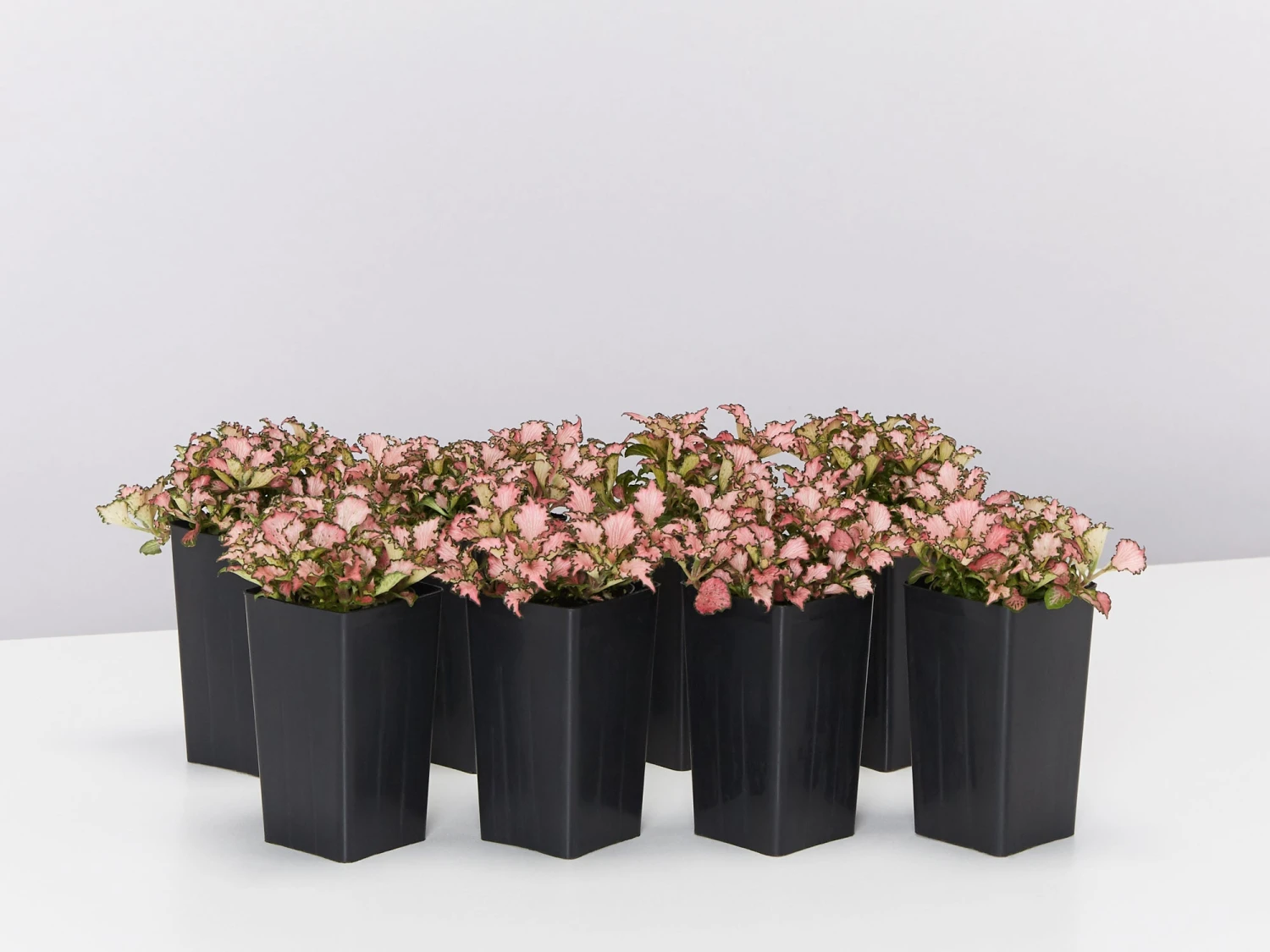 Fittonia Pink Anne