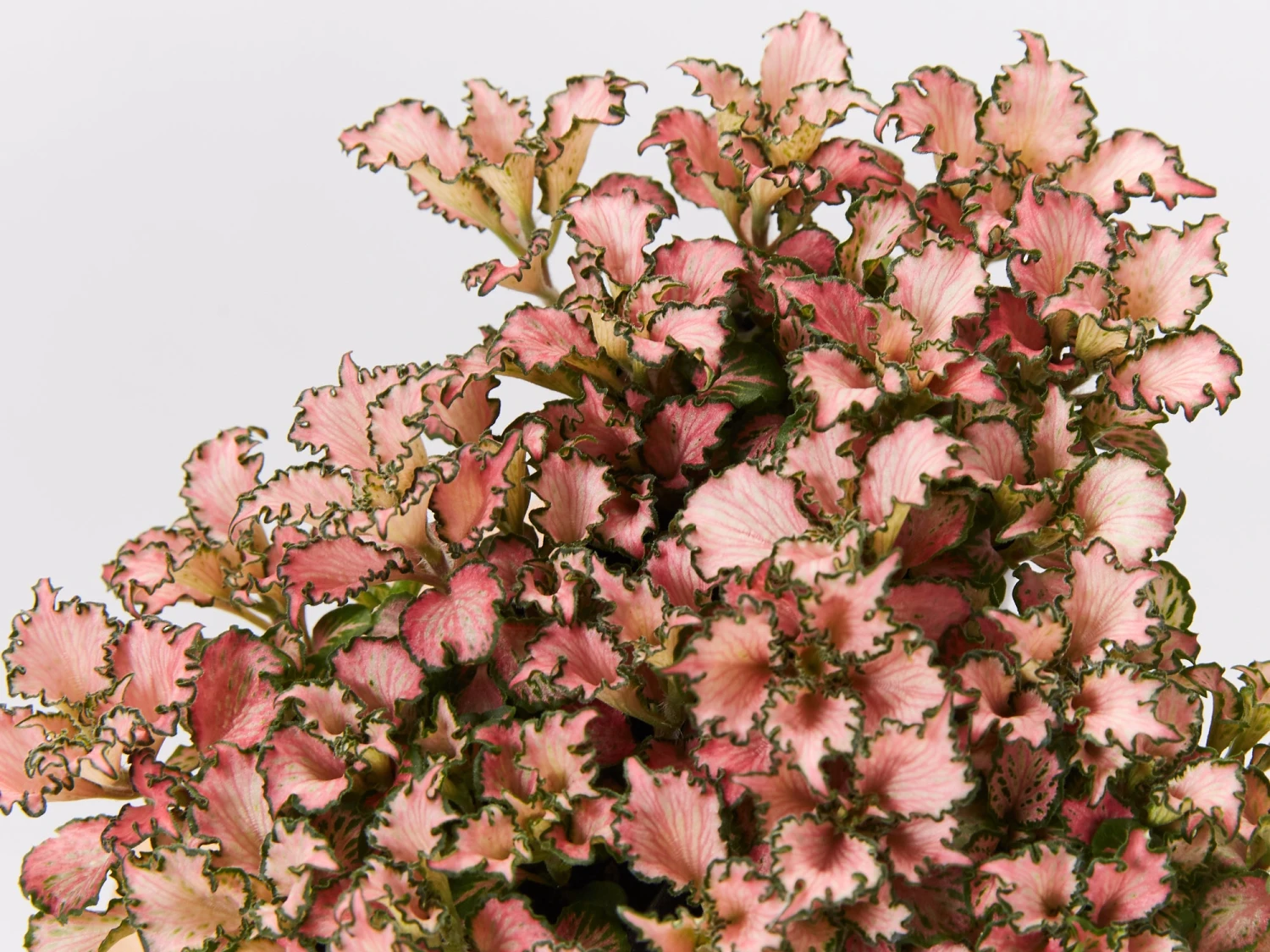 Assorted Box Of Nerve Plants - Large - Image 7