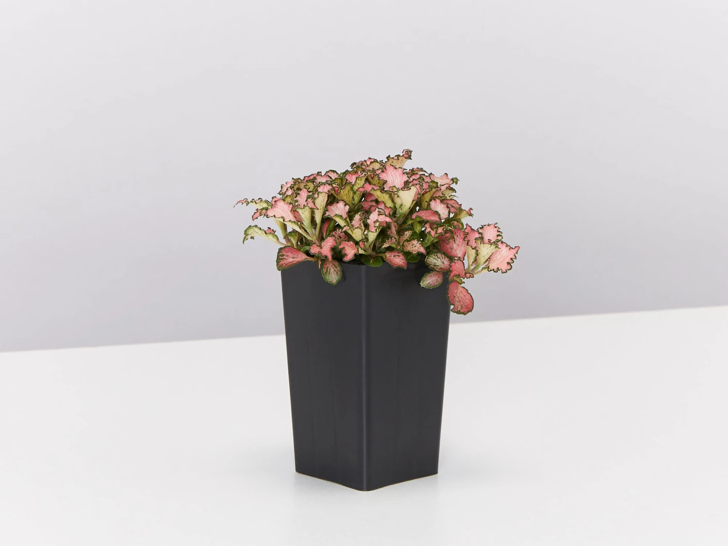 Fittonia Pink Anne - Image 3