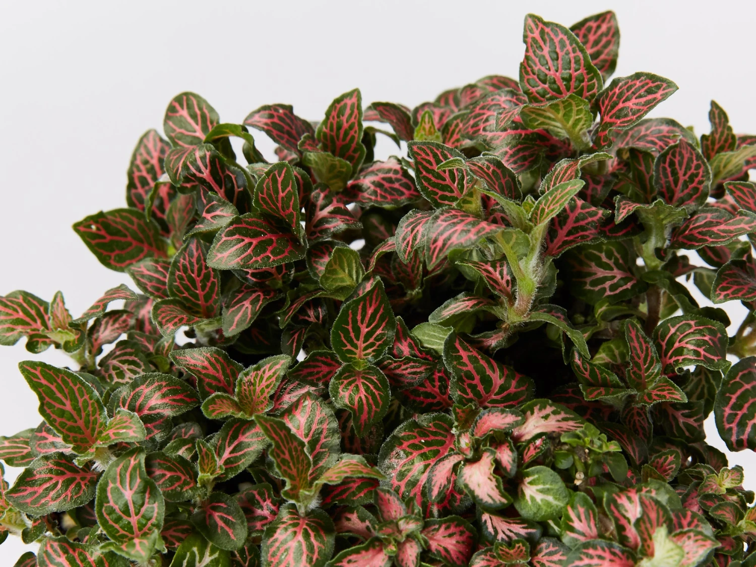 Assorted Box Of Nerve Plants - Large - Image 6