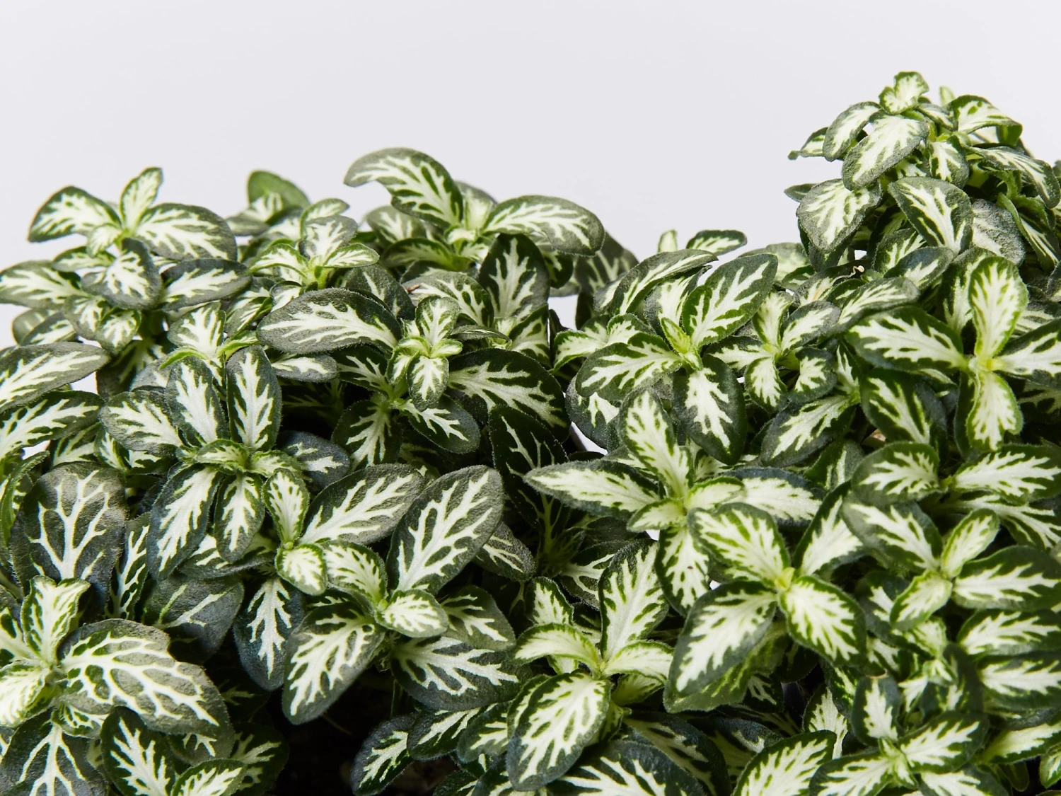 Fittonia Lovers - Green - Image 2