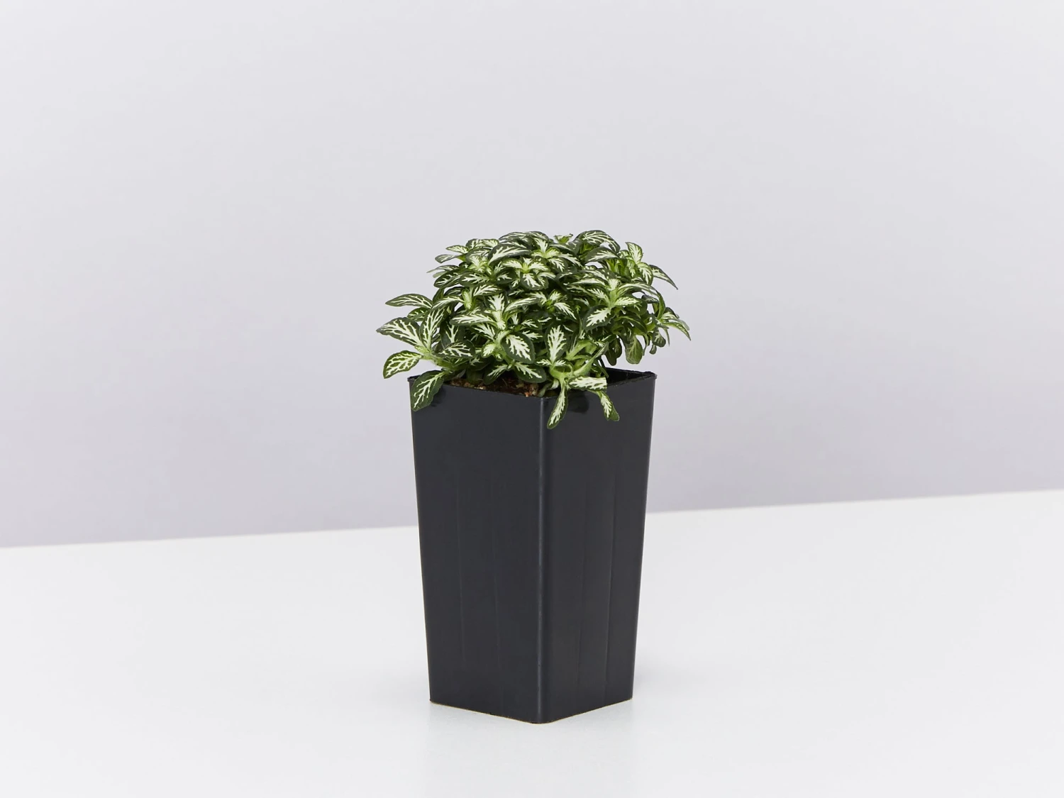 Fittonia Lovers - Green - Image 3