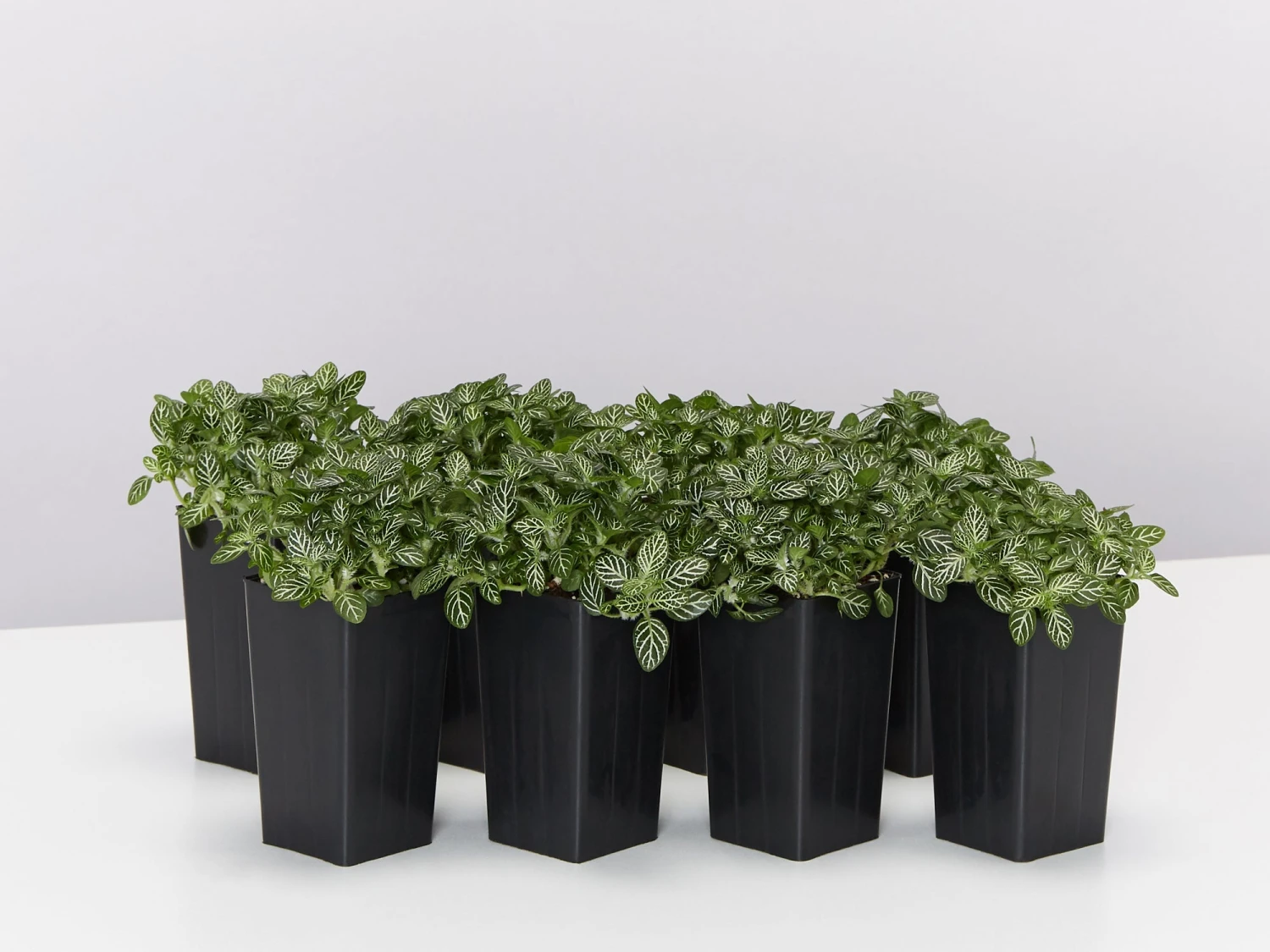 Fittonia White Angel - Green