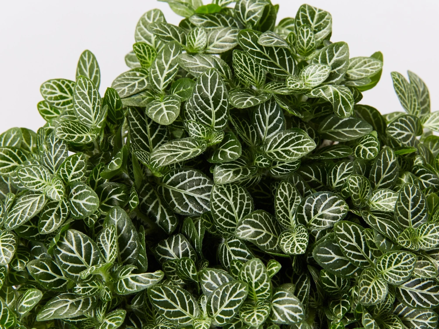 Fittonia White Angel - Green - Image 2