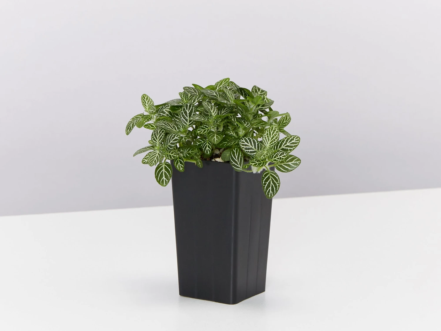 Fittonia White Angel - Green - Image 3