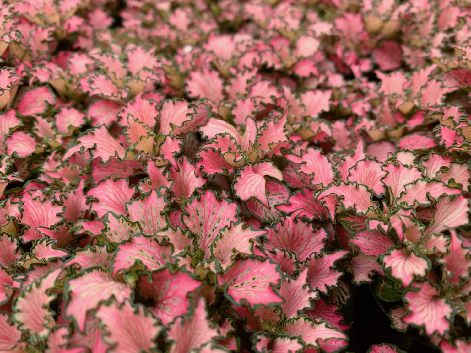 Fittonia Pink Anne - Image 2