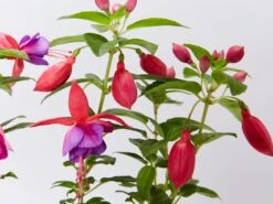 Fuchsia Magellanica Charm Rose Purple