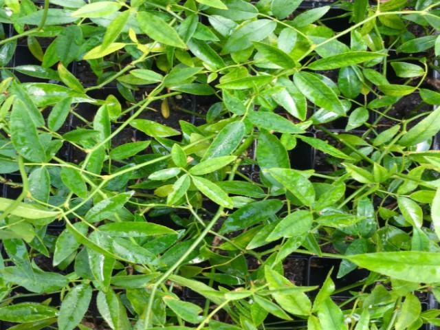 Rosa Banksiae Lutea - Image 5