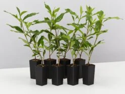 Gardenia Augusta Four Seasons