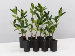 Gardenia Augusta Golden Magic